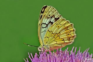 Anadolu Melikesi (Melanargia larissa)