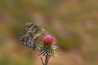 Anadolu Melikesi (Melanargia larissa)