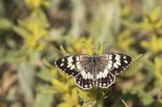 Anadolu Melikesi (Melanargia larissa)