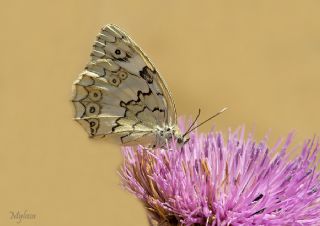 Anadolu Melikesi (Melanargia larissa)