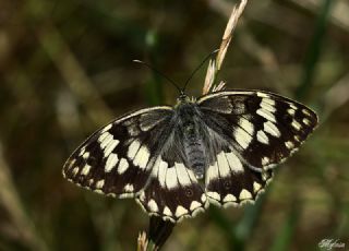 Anadolu Melikesi (Melanargia larissa)