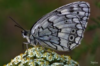 Anadolu Melikesi (Melanargia larissa)