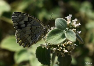 Anadolu Melikesi (Melanargia larissa)