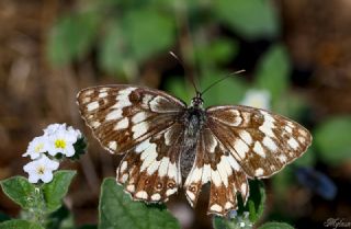 Anadolu Melikesi (Melanargia larissa)