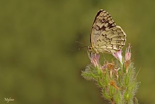 Anadolu Melikesi (Melanargia larissa)