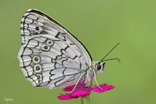 Anadolu Melikesi (Melanargia larissa)