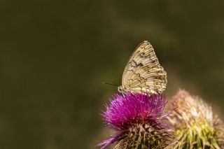 Anadolu Melikesi (Melanargia larissa)