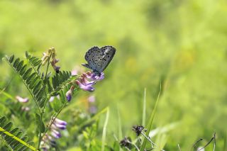 Byk Korubeni (Phengaris arion)