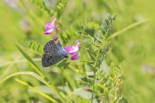 Byk Korubeni (Phengaris arion)