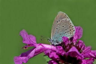 B�y�k Korubeni&nbsp;(Phengaris&nbsp;arion)