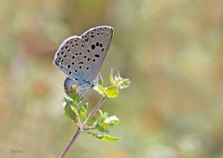 Byk Korubeni (Phengaris arion)