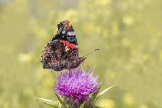 Atalanta (Vanessa atalanta)