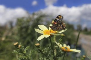 Atalanta (Vanessa atalanta)