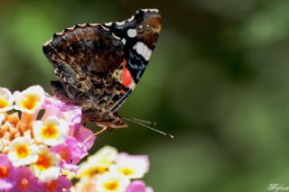 Atalanta (Vanessa atalanta)