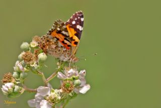 Diken Kelebei (Vanessa cardui)