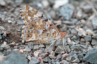 Diken Kelebei (Vanessa cardui)