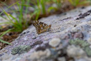 Diken Kelebei (Vanessa cardui)