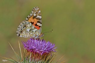 Diken Kelebei (Vanessa cardui)
