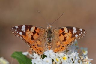 Diken Kelebei (Vanessa cardui)