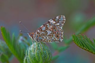 Diken Kelebei (Vanessa cardui)