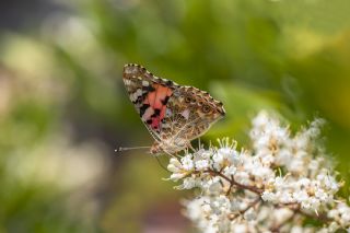 Diken Kelebei (Vanessa cardui)