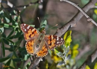 Diken Kelebei (Vanessa cardui)