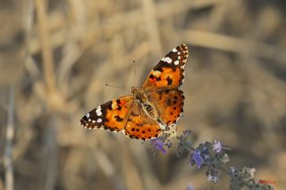 Diken Kelebei (Vanessa cardui)