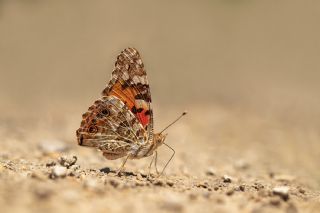 Diken Kelebei (Vanessa cardui)