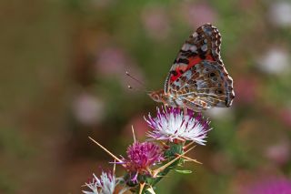 Diken Kelebei (Vanessa cardui)