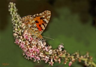 Diken Kelebei (Vanessa cardui)