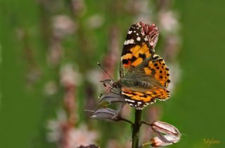 Diken Kelebei (Vanessa cardui)