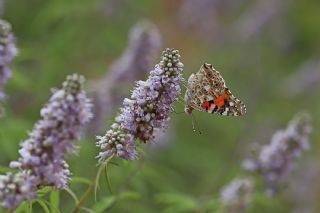 Diken Kelebei (Vanessa cardui)