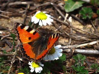 Aglais (Aglais urticae)