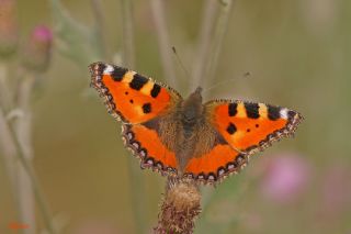 Aglais (Aglais urticae)