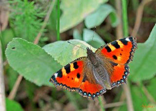 Aglais (Aglais urticae)