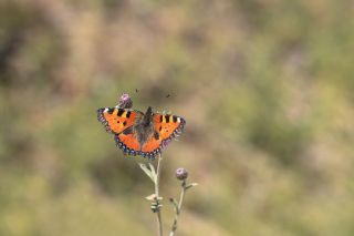 Aglais (Aglais urticae)