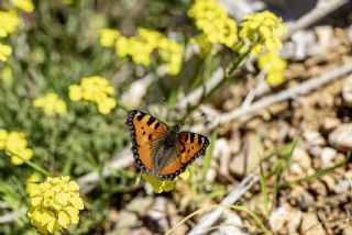 Aglais (Aglais urticae)