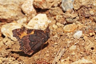 Aglais (Aglais urticae)