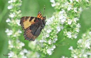 Aglais&nbsp;(Aglais&nbsp;urticae)