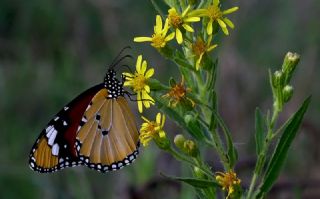 Sultan (Danaus chrysippus)