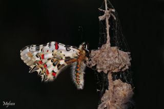 Orman Fistosu (Allancastria  cerisyi)