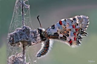 Orman Fistosu (Allancastria  cerisyi)