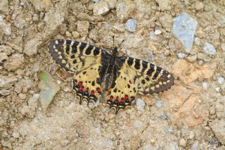 Orman Fistosu (Allancastria  cerisyi)