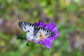Orman Fistosu&nbsp;(Zerynthia&nbsp;cerisyi)