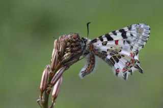 Orman Fistosu (Allancastria  cerisyi)