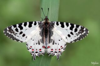 Orman Fistosu (Allancastria  cerisyi)