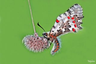 Orman Fistosu (Allancastria  cerisyi)