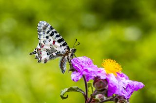 Orman Fistosu&nbsp;(Zerynthia&nbsp;cerisyi)