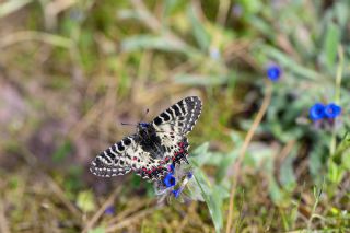 Orman Fistosu (Zerynthia cerisyi)