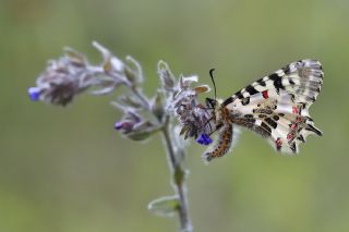 Orman Fistosu (Allancastria  cerisyi)
